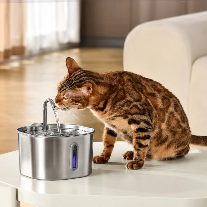 Kittendrink