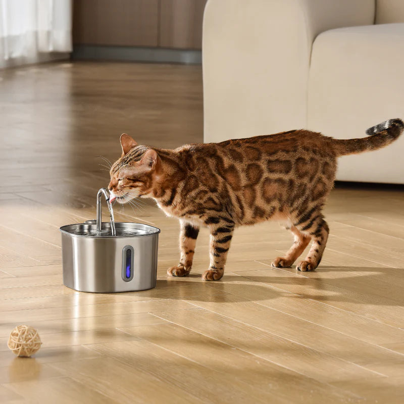 Kittendrink